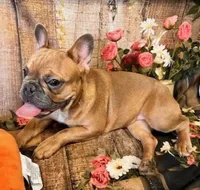 Leah, a female French Bulldog for sale in North Canton, OH – Photo 5 of 5