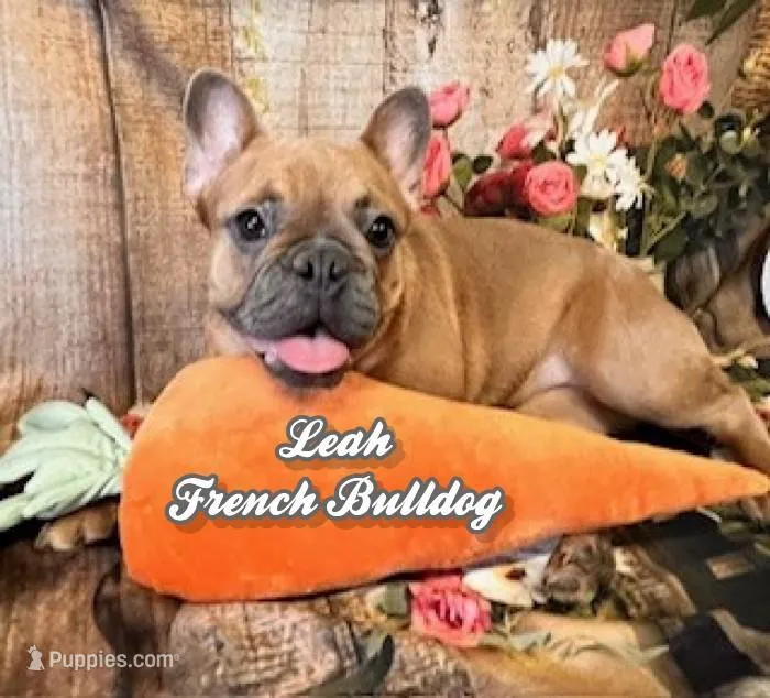 Leah – French Bulldog puppy for sale in North Canton, OH
