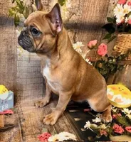 Leah, a female French Bulldog for sale in North Canton, OH – Photo 4 of 5