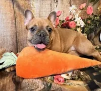 Leah, a female French Bulldog for sale in North Canton, OH – Photo 2 of 5