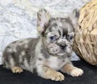 Janet Female AKC Fluffy French Bulldog, a female French Bulldog for sale in North Canton, OH – 10 of 10