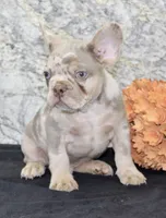 Ernie Male AKC French Bulldog, a male French Bulldog for sale in North Canton, OH – 7 of 7