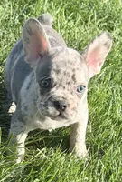 Birdie Female AKC French Bulldog, a female French Bulldog for sale in North Canton, OH – 8 of 10