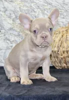 Dylan Male AKC French Bulldog, a male French Bulldog for sale in North Canton, OH – 5 of 5