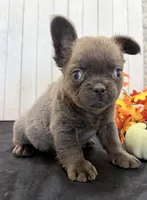 Duke Male Fluffy AKC French Bulldog, a male French Bulldog for sale in North Canton, OH – 4 of 7