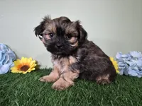 Whiskey, a male Shorkie for sale in North Canton, OH – Photo 1 of 10