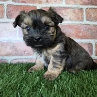 Whiskey, a male Shorkie for sale in North Canton, OH – Photo 7 of 10