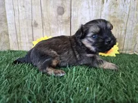 Whiskey, a male Shorkie for sale in North Canton, OH – Photo 6 of 8