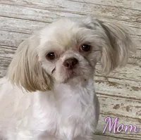 Whiskey, a male Shorkie for sale in North Canton, OH – Photo 8 of 8