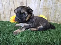 Whiskey, a male Shorkie for sale in North Canton, OH – Photo 5 of 8