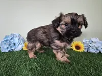 Whiskey, a male Shorkie for sale in North Canton, OH – Photo 5 of 10