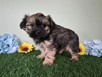Whiskey, a male Shorkie for sale in North Canton, OH – Photo 4 of 10