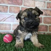 Whiskey, a male Shorkie for sale in North Canton, OH – Photo 6 of 10