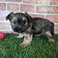 Whiskey, a male Shorkie for sale in North Canton, OH – Photo 9 of 10