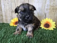 Whiskey, a male Shorkie for sale in North Canton, OH – Photo 3 of 8