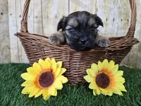 Whiskey, a male Shorkie for sale in North Canton, OH – Photo 2 of 8