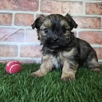 Whiskey, a male Shorkie for sale in North Canton, OH – Photo 8 of 10