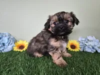 Whiskey, a male Shorkie for sale in North Canton, OH – Photo 3 of 10