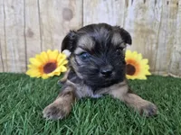 Whiskey, a male Shorkie for sale in North Canton, OH – Photo 4 of 8