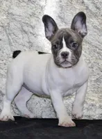Pearl Female AKC French Bulldog, a female French Bulldog for sale in North Canton, OH – 4 of 5