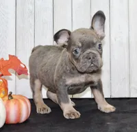 Gina Female AKC French Bulldog, a female French Bulldog for sale in North Canton, OH – 7 of 7