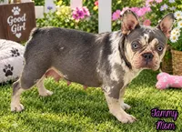 Heidi Female AKC French Bulldog, a female French Bulldog for sale in North Canton, OH – 9 of 9