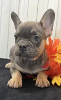 Heidi Female AKC French Bulldog, a female French Bulldog for sale in North Canton, OH – 3 of 9