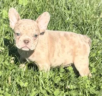 Ava Female AKC French Bulldog, a female French Bulldog for sale in North Canton, OH – 10 of 10