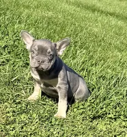 Heidi Female AKC French Bulldog, a female French Bulldog for sale in North Canton, OH – 5 of 9
