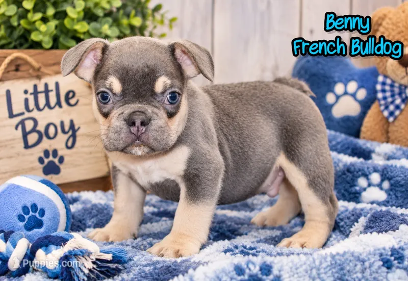 Benny Male AKC French Bulldog – French Bulldog puppy for sale in North Canton, OH