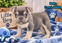 Benny Male AKC French Bulldog, a male French Bulldog for sale in North Canton, OH – 1 of 8