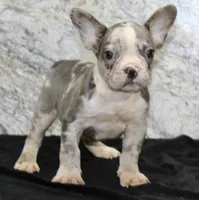 Dallas Male AKC French Bulldog, a male French Bulldog for sale in North Canton, OH – 6 of 6