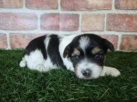Milo, a male Biewer for sale in North Canton, OH – 2 of 5