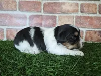Milo, a male Biewer for sale in North Canton, OH – 3 of 5