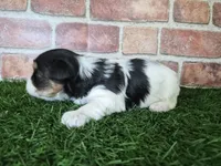 Milo, a male Biewer for sale in North Canton, OH – 4 of 5