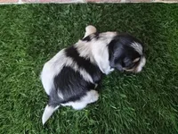 Milo, a male Biewer for sale in North Canton, OH – 5 of 5