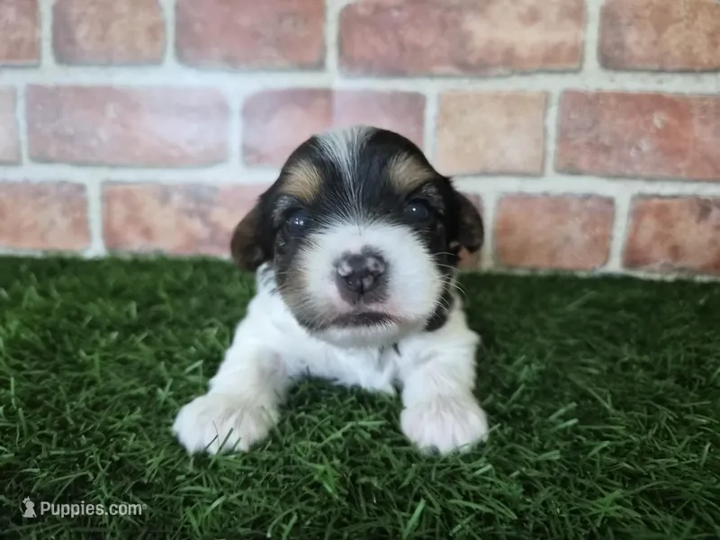 Milo – Biewer puppy for sale in North Canton, OH