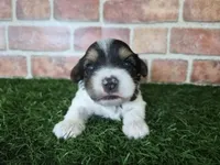Milo, a male Biewer for sale in North Canton, OH – 1 of 5