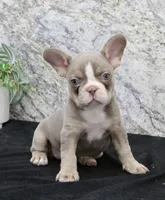 Mia, a female French Bulldog for sale in North Canton, OH – Photo 2 of 6
