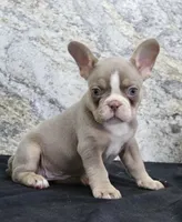 Mia, a female French Bulldog for sale in North Canton, OH – Photo 4 of 6