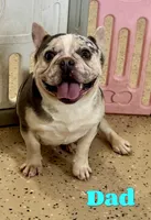 Mia, a female French Bulldog for sale in North Canton, OH – Photo 5 of 6