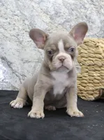 Mia, a female French Bulldog for sale in North Canton, OH – Photo 1 of 6