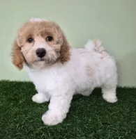 Ferrari Male Mini Poodle, a male Poodle - Miniature  for sale in North Canton, OH – 3 of 4