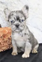 Janet Female AKC Fluffy French Bulldog, a female French Bulldog for sale in North Canton, OH – 4 of 10