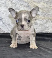 Michelle Female AKC French Bulldog, a female French Bulldog for sale in North Canton, OH – 5 of 6