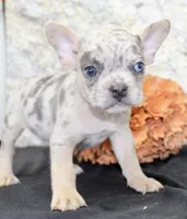 Huck Male AKC French Bulldog, a male French Bulldog for sale in North Canton, OH – 2 of 10