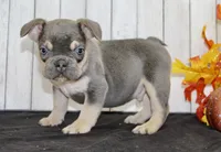 Benny Male AKC French Bulldog, a male French Bulldog for sale in North Canton, OH – 5 of 8