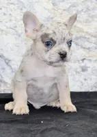 Huck Male AKC French Bulldog, a male French Bulldog for sale in North Canton, OH – 3 of 10