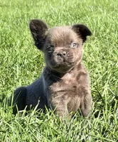 Duke Male Fluffy AKC French Bulldog, a male French Bulldog for sale in North Canton, OH – 7 of 7