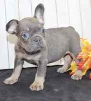 Gina Female AKC French Bulldog, a female French Bulldog for sale in North Canton, OH – 6 of 7